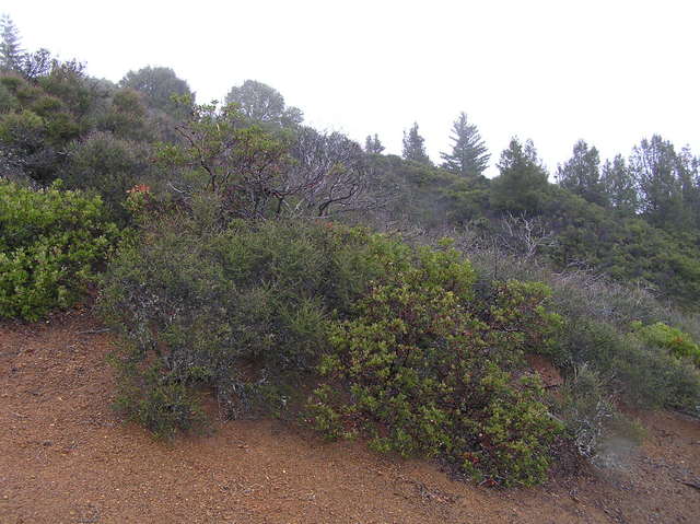 View to the north showing the confluence site at the foot of the nearest bush.