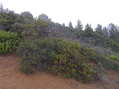 #8: View to the north showing the confluence site at the foot of the nearest bush.