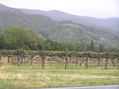 #9: Vineyards down in the valley about 10 km west of the confluence.