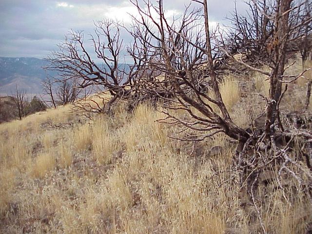 Site of the confluence, looking west to the Sierra Nevada.