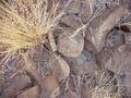 #4: Ground cover at the confluence site in the Fort Sage Mountains.