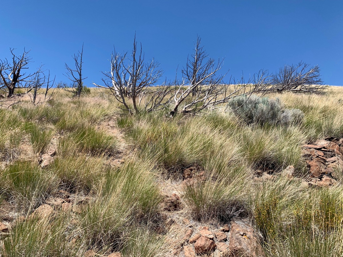 The confluence point lies on the South-facing slope of a rock-strewn hill.  (This is also a view to the North, up the hill.)