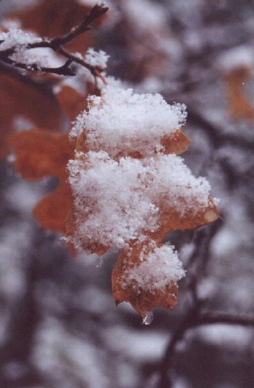 Black oak leaf