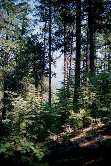 #1: Tall trees at this beautiful forest location.