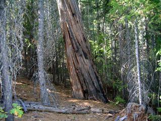 #1: View west with prominent tree