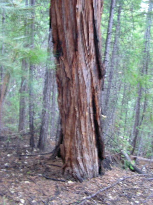 This 'prominent tree' lies very close to the confluence point