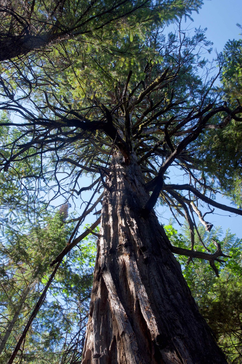 Another view of this confluence point’s iconic tree