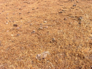 #1: The confluence point lies on a grassy, rock-studded hillside