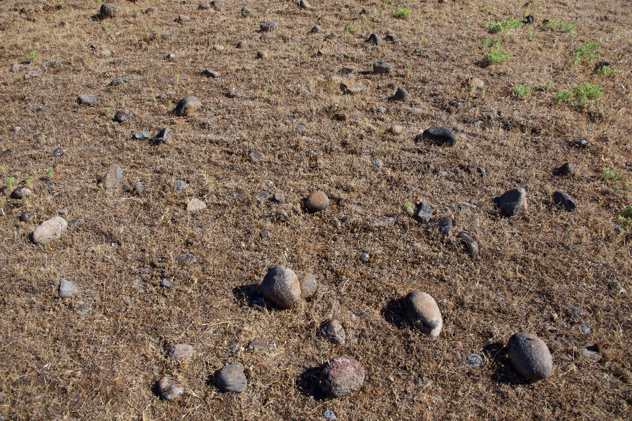 Ground cover at the confluence point