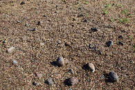 #5: Ground cover at the confluence point