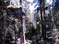 #3: Looking North through the trees.  Across the valley is Soldier Ridge