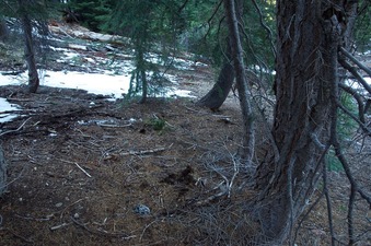 #1: The confluence point lies on a forested slope, with (in mid-April) several patches of snow nearby