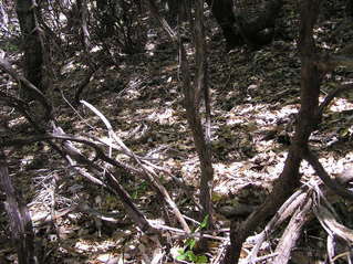 #1: The confluence point lies in a Tan Oak forest, next to the Lost Coast trail