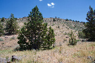 #2: View East. (The Nevada state line runs just behind this tree)