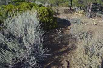 #1: The confluence point lies among thinly-spaced pine trees (in a commercial forest)