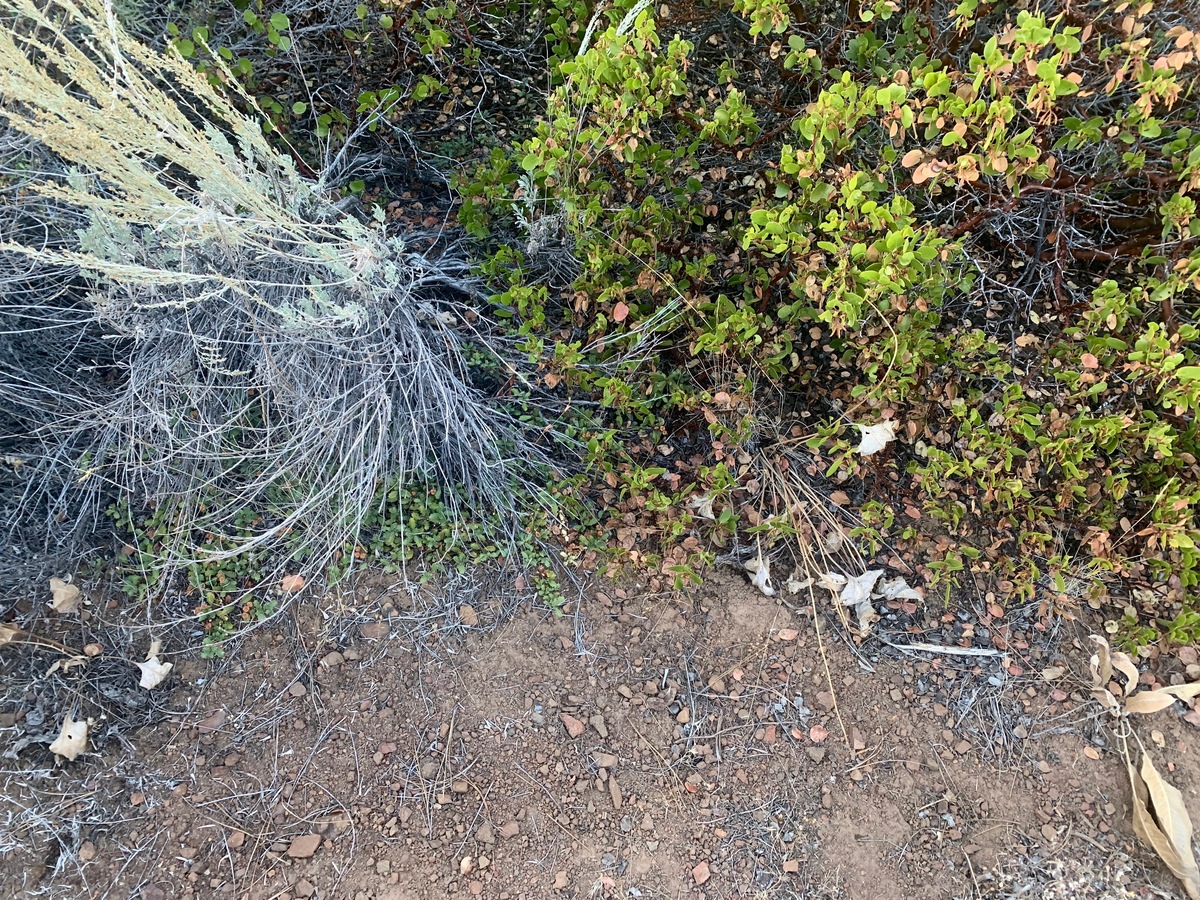 Ground cover at the confluence point