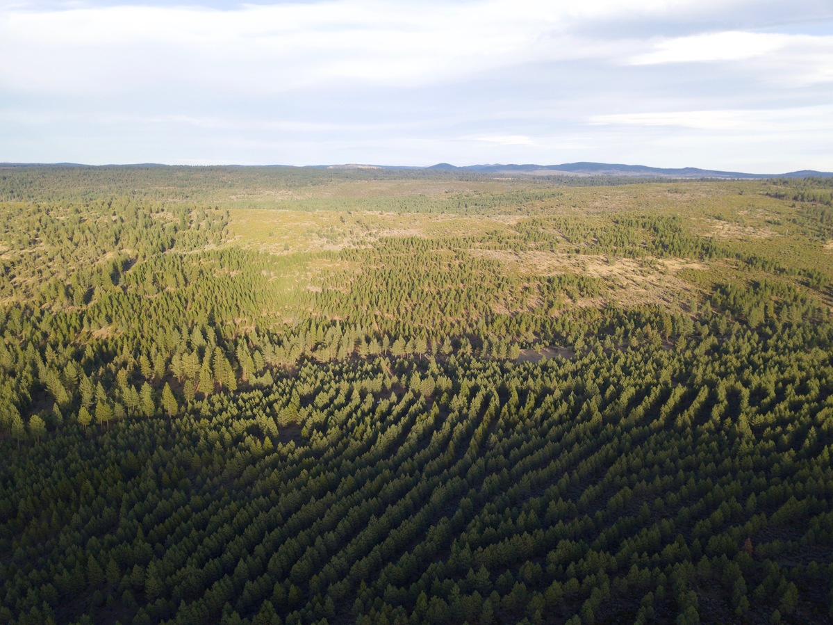 View East (towards the nearby National Forest road), from 120m above the point