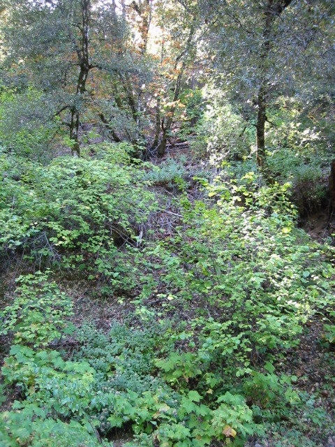 Looking up toward the Confluence from the logging road below