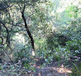 #1: Looking down the steep slope toward the Confluence