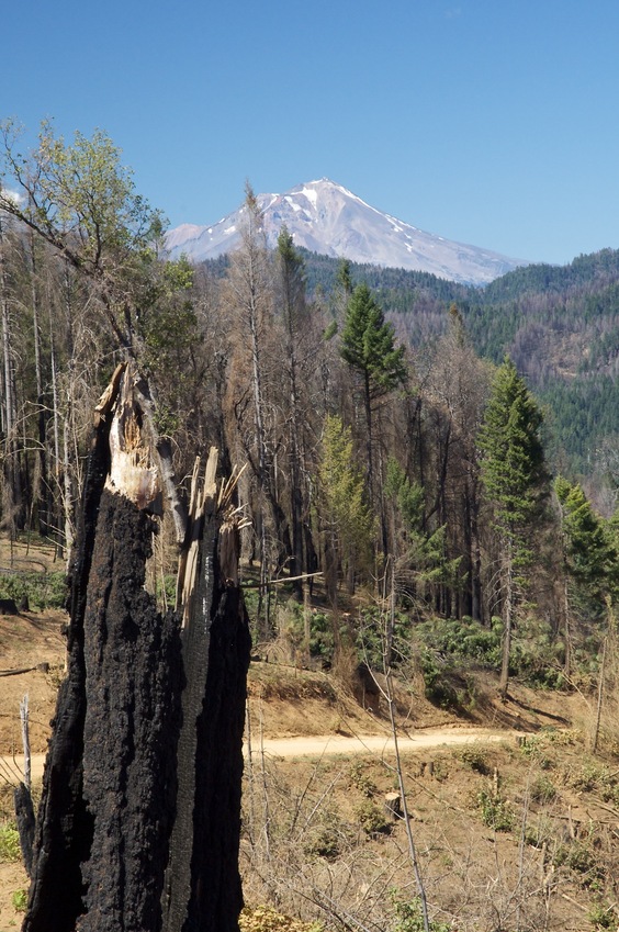 Mount Shasta - a 14,179' (4322 m) volcano - seen from near the clearing above the confluence point