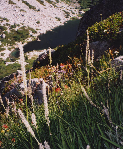 flowers on a ledge