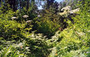 #7: lush trail below Emerald Lake