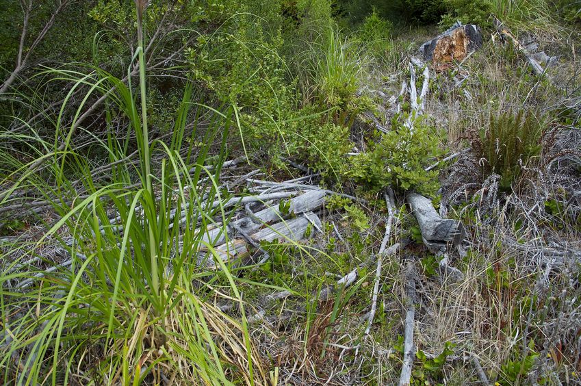 The confluence point lies on a slope in a section of commercial forest that had been logged a few years earlier