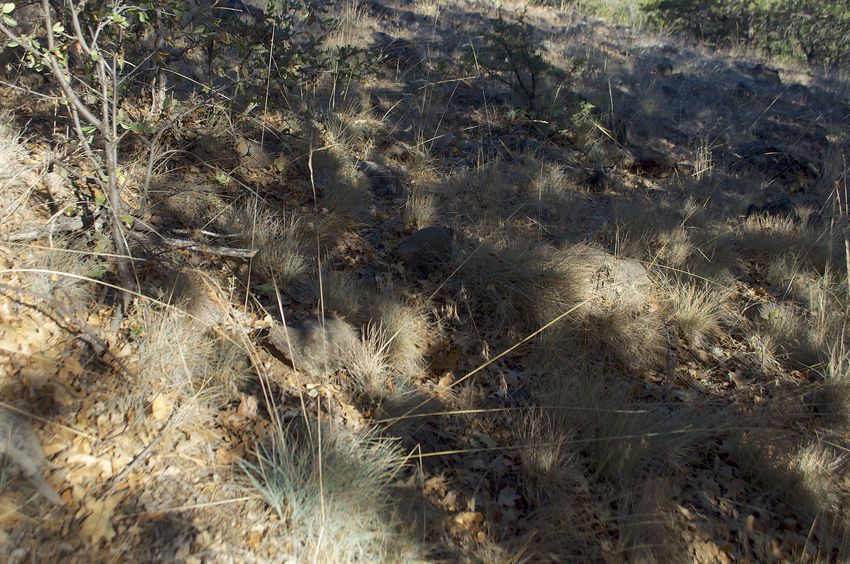 The confluence point lies on a grassy rock-strewn slope, within a stand of pine trees