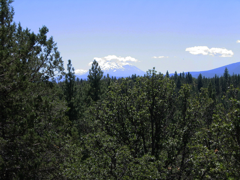 View of Mt. Shasta