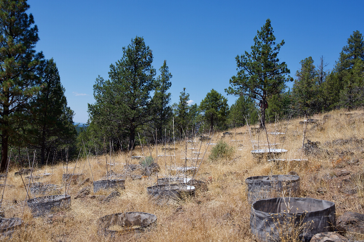 A bizarre (and failed) attempt at agriculture, less than 500 feet from the point