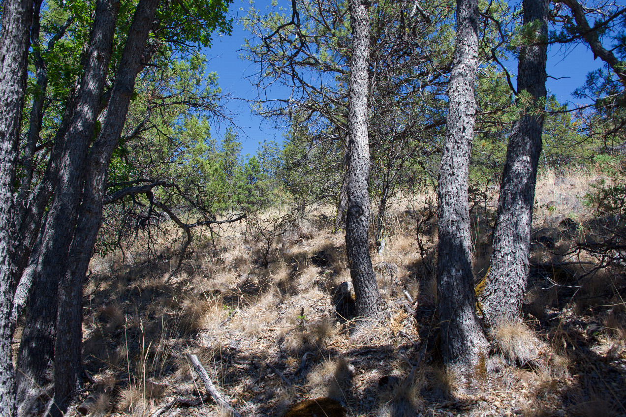 The confluence point lies on a rock-strewn hillside, among a small grove of trees.  (This is also a view to the North.)