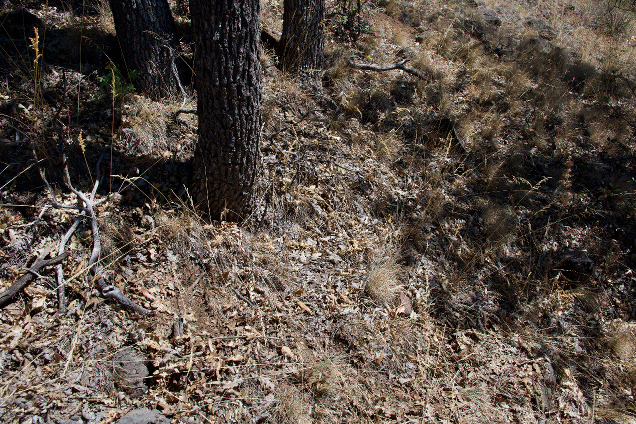 Ground cover at the confluence point