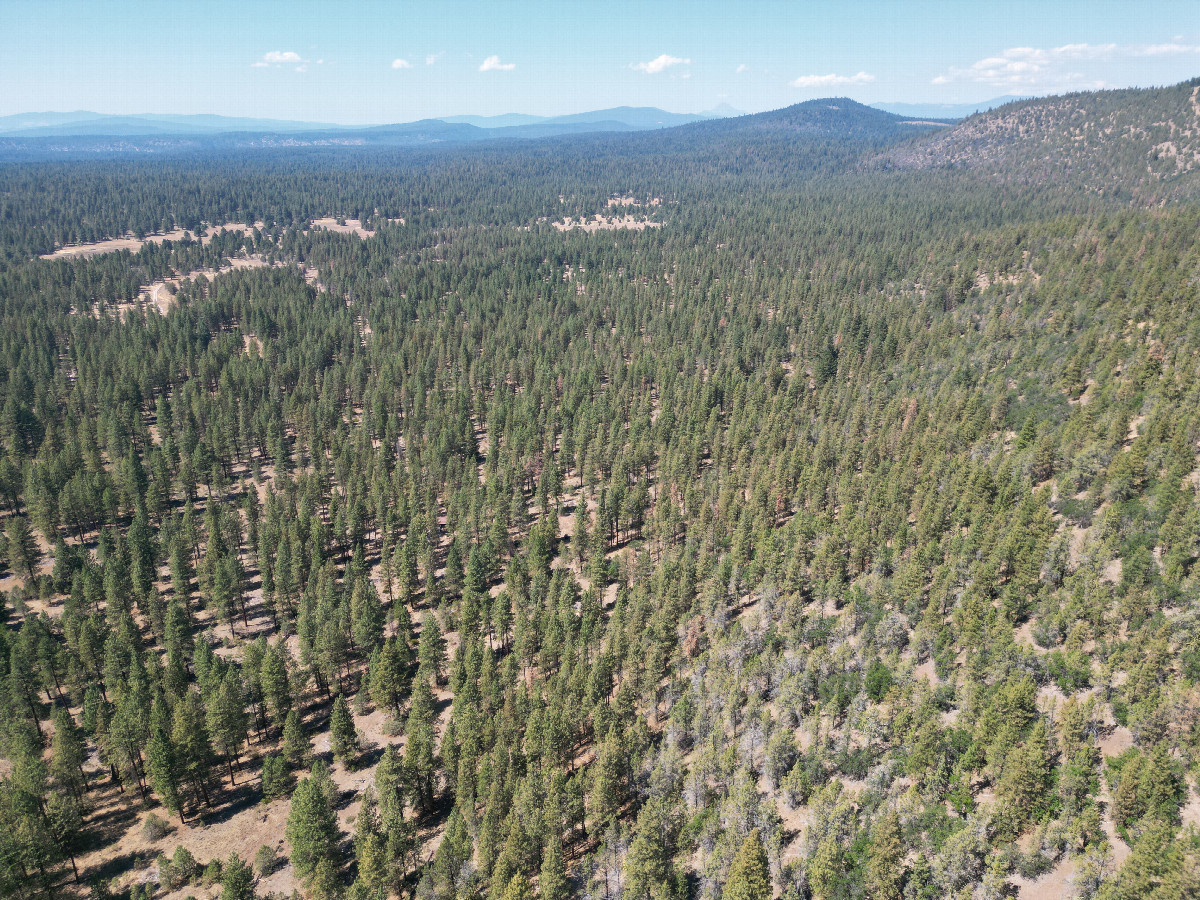 View North (towards Oregon, 1/4 mile away), from 120m above the point