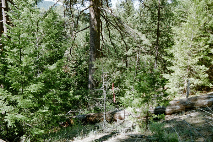 looking WEST from the edge of the underbrush