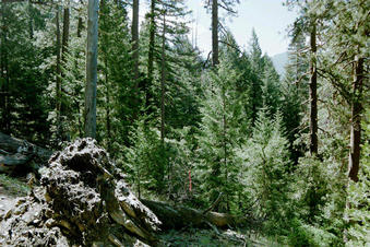 #1: At the confluence looking EAST (pink sash at confluence)