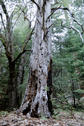 #8: Old tree on the way to the confluence