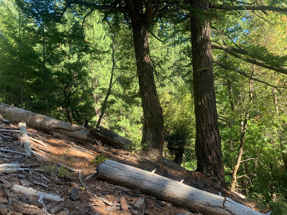 The confluence point lies on a steep, forested, South-facing slope.  (This is also a view to the East, along the slope.)