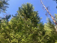 #2: View North (up the slope, towards the Oregon state line)