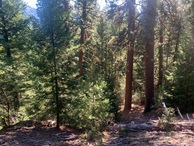 #3: View South (down the slope, towards Elliott Creek, far below)