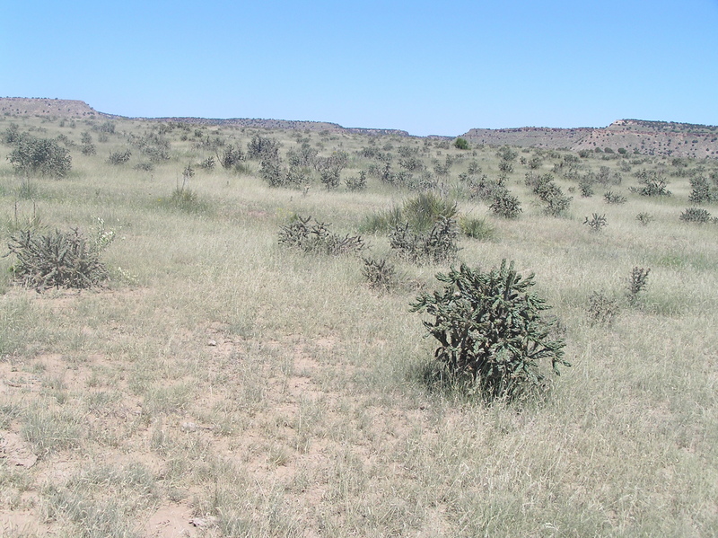 View to the north from the confluence point.