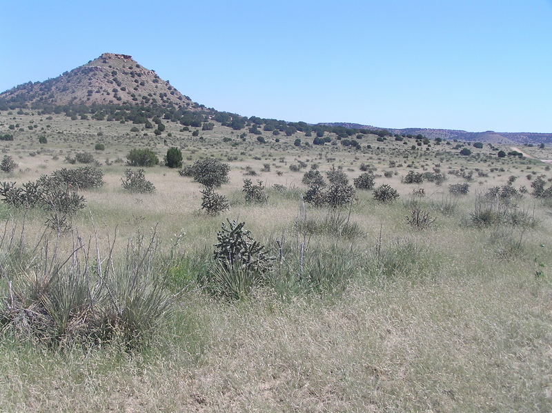 View to the east from the confluence point.