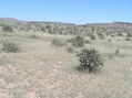 #2: View to the north from the confluence point.