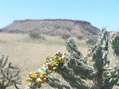 #5: View to the west from the confluence point with cholla in foreground.