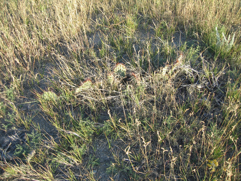 Ground Cover