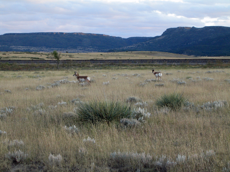 Pronghorn