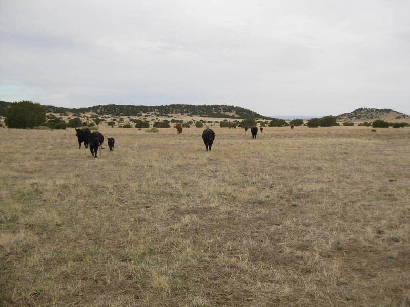 Looking southeast toward the site with the cows closing in!