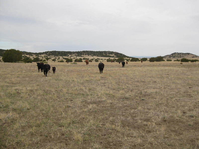 Looking southeast toward the site with the cows closing in!