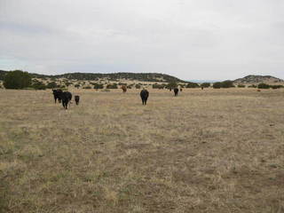 #1: Looking southeast toward the site with the cows closing in!