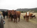 #7: MOOOOOOOO....... followed by dumb silence