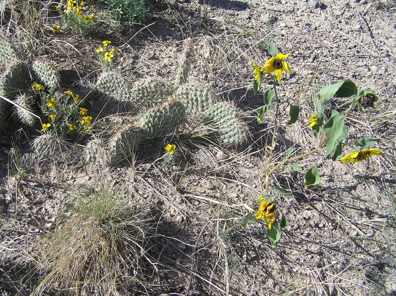 Groundcover at 37 North 104 West.